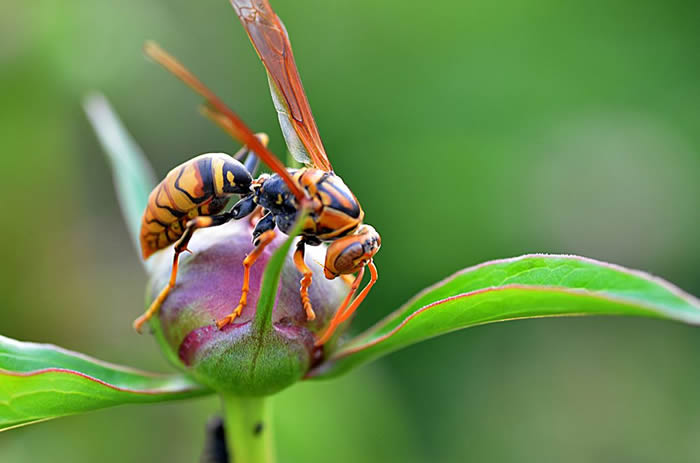 馬蜂幾天筑巢（馬蜂筑巢要多久）