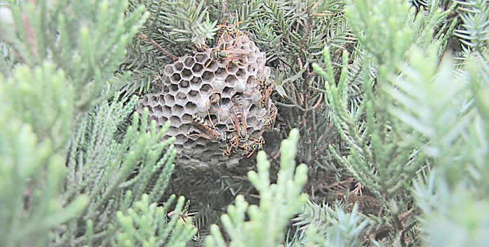 馬蜂幾天筑巢（馬蜂筑巢要多久）