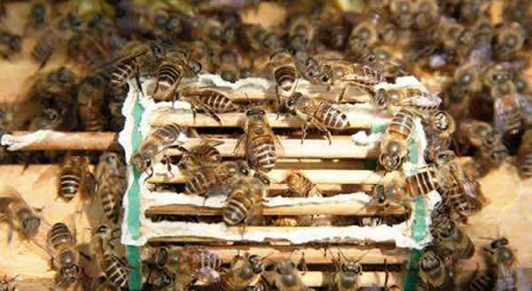 怎樣進行人工育王? 怎樣進行人工育王?