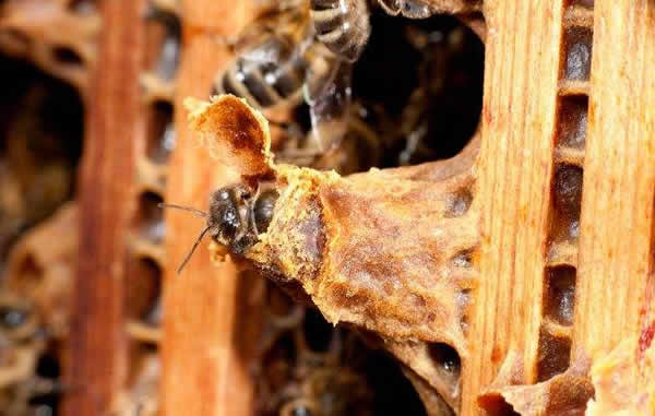 怎樣進行人工育王? 怎樣進行人工育王?