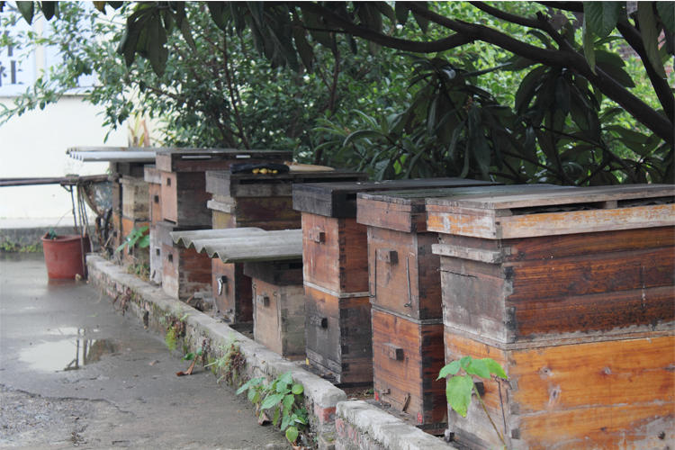 辣椒花有粉蜜嗎(辣椒開(kāi)花了需不需要授粉) 辣椒花有粉蜜嗎(辣椒開(kāi)花了需不需要授粉)