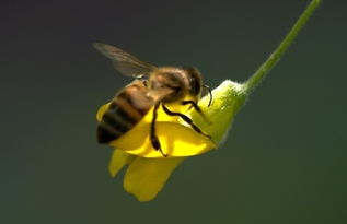 云貴高原中蜂有哪些品種( 云南有哪些蜂蜜品種) 云貴高原中蜂有哪些品種( 云南有哪些蜂蜜品種)