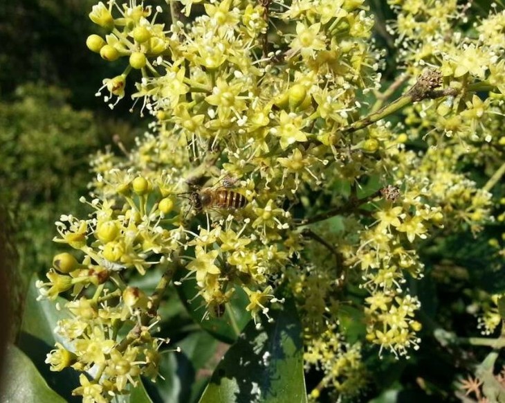 鴨腳木蜂蜜的功效與作用(鴨腳木蜜是什么蜜) 鴨腳木蜂蜜的功效與作用(鴨腳木蜜是什么蜜)