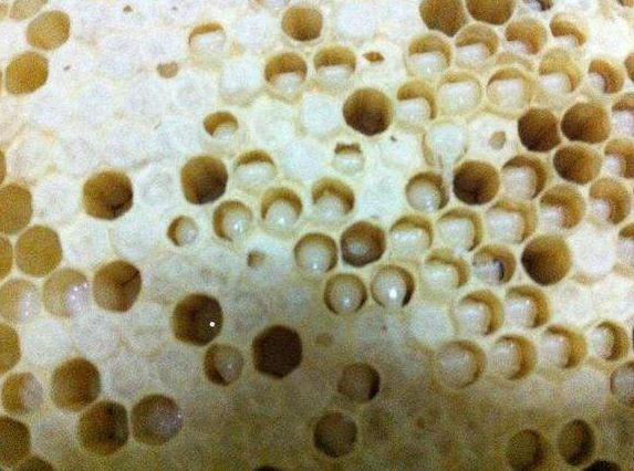 中蜂白頭病用什么藥好？(中蜂白頭蛹病的預防和治療)