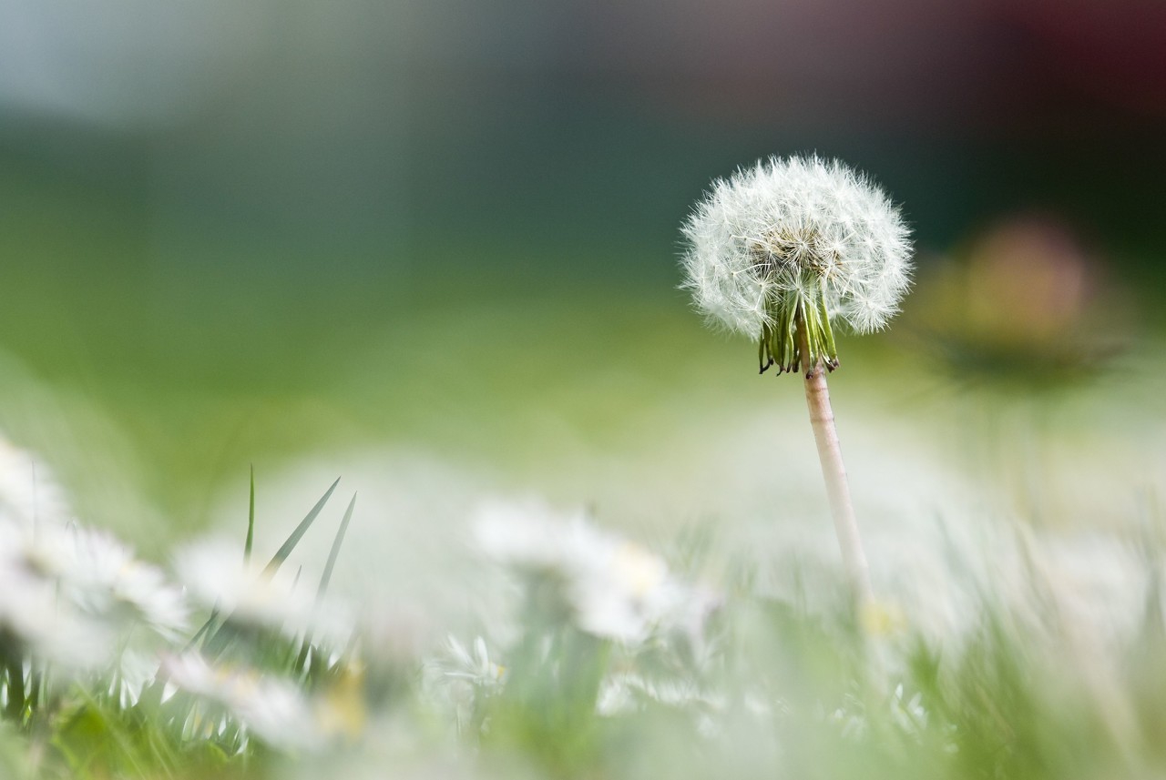 蒲公英開花時(shí)間是幾點(diǎn)（蒲公英的功效與作用）