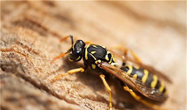 中國毒蜂排名榜(哪些是毒蜂？)