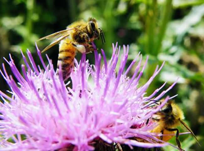 【蜜蜂養殖】投資2萬養蜜蜂利潤多少? 投資2萬養蜜蜂利潤多少?