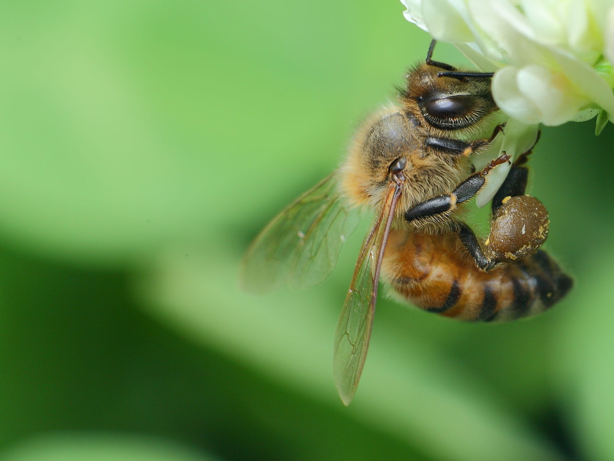 蜜蜂除螨用什么藥效果最好(殺蜂螨什么藥效果好) 蜜蜂除螨用什么藥效果最好(殺蜂螨什么藥效果好)