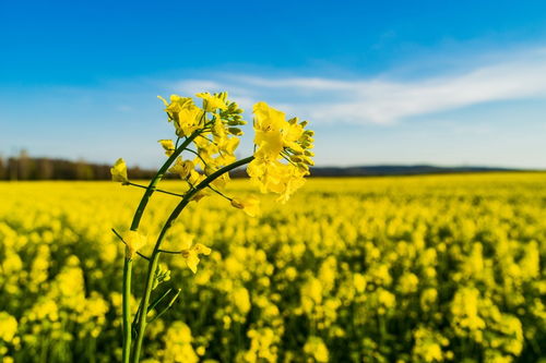 江西主要蜜源植物（江西省蜜蜂主要蜜源的介紹）
