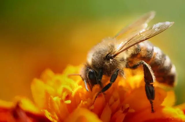 蜂王出房產(chǎn)卵后蜜蜂是怎樣的狀態(tài)(新蜂王產(chǎn)卵后蜂群會(huì)有什么變化) 蜂王出房產(chǎn)卵后蜜蜂是怎樣的狀態(tài)(新蜂王產(chǎn)卵后蜂群會(huì)有什么變化)