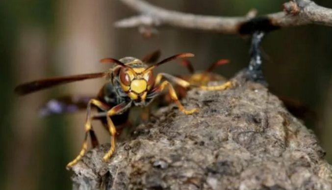 胡蜂吃黃粉蟲(chóng)嗎（胡蜂吃什么食物）