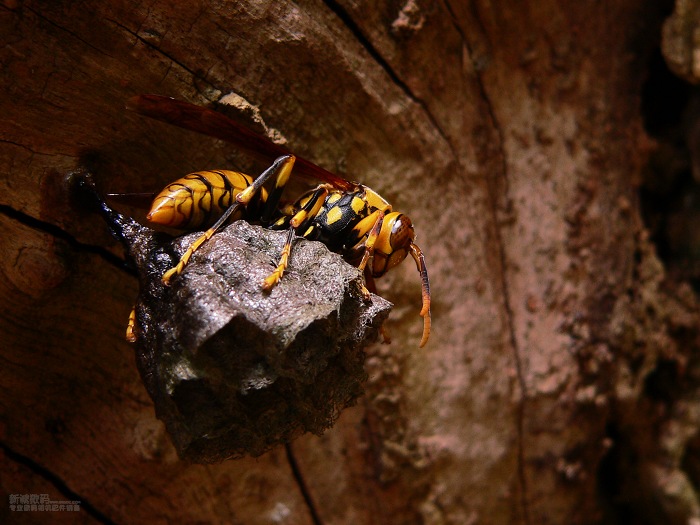 胡蜂吃黃粉蟲(chóng)嗎（胡蜂吃什么食物）