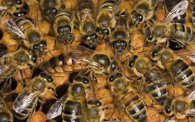 蜂王交尾失敗如何處理？