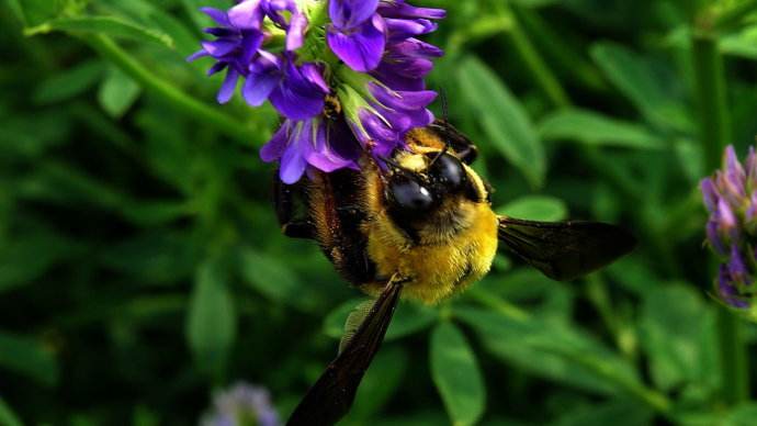 春季蜜蜂群快速復壯的方法