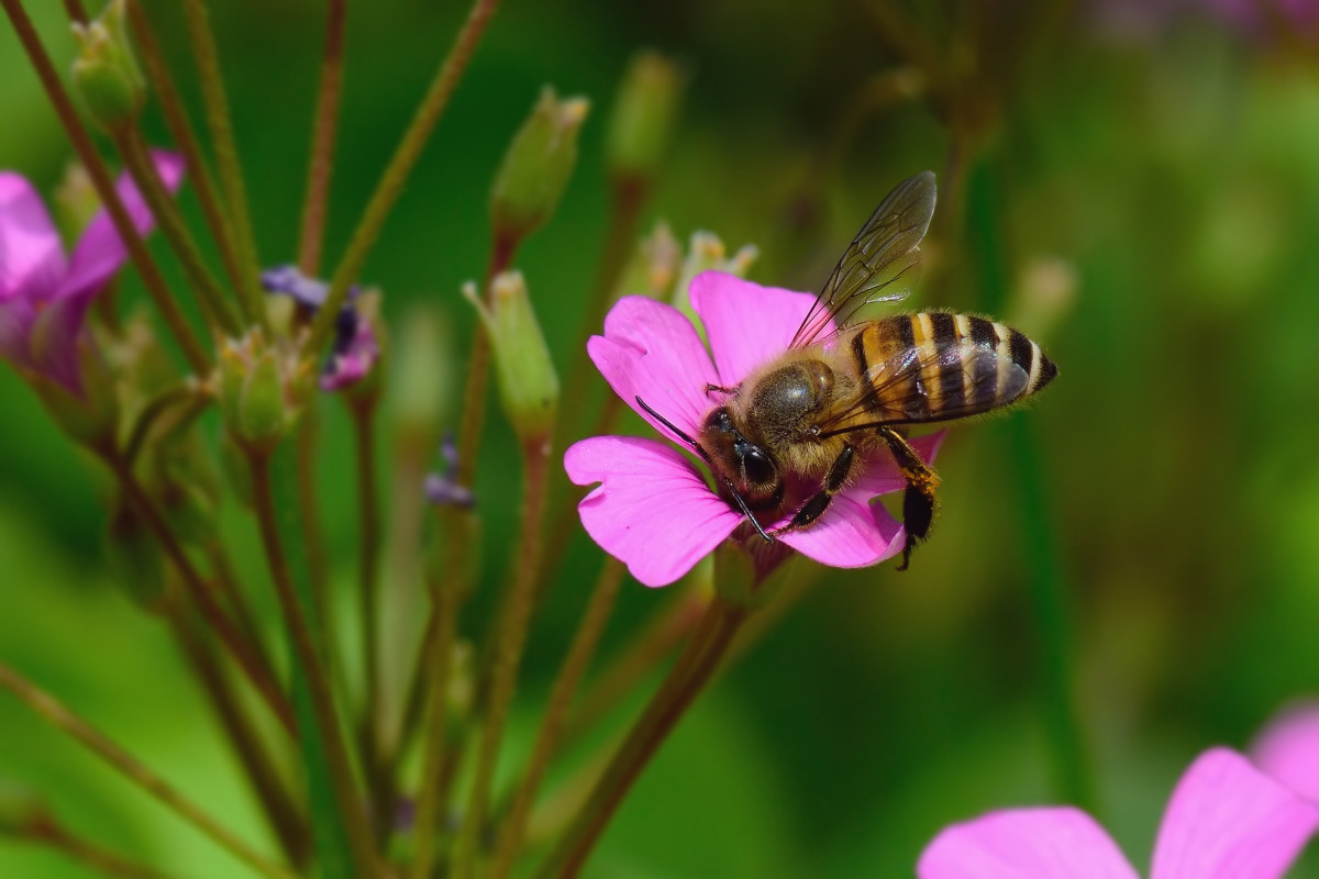 沒有王的蜜蜂怎么樣養(沒蜂王的蜜蜂如何養) 沒有王的蜜蜂怎么樣養(沒蜂王的蜜蜂如何養)