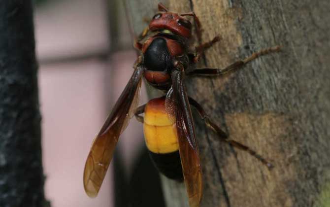 黃腰虎頭蜂蟄了怎么處理（如何處理黃腰虎頭蜂蟄過的傷口）