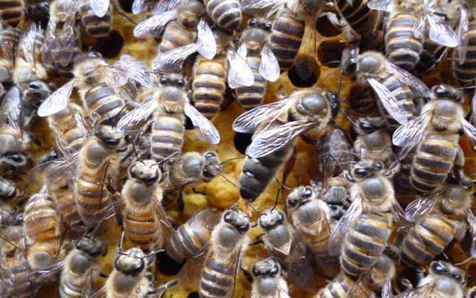 與蜂王繁殖的是工蜂還是雄蜂（雄蜂是蜂王產卵發育的嗎）