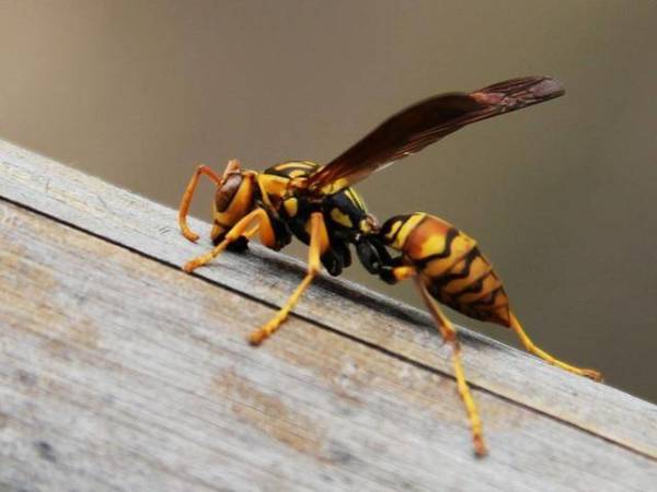 人工養(yǎng)殖馬蜂喂什么食物（大馬蜂過冬要拿什么東西喂養(yǎng)）