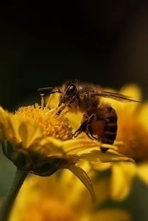 如何評(píng)估蜜蜂養(yǎng)殖規(guī)模(蜜蜂飼養(yǎng)規(guī)模與產(chǎn)值效益調(diào)查分析) 如何評(píng)估蜜蜂養(yǎng)殖規(guī)模(蜜蜂飼養(yǎng)規(guī)模與產(chǎn)值效益調(diào)查分析)