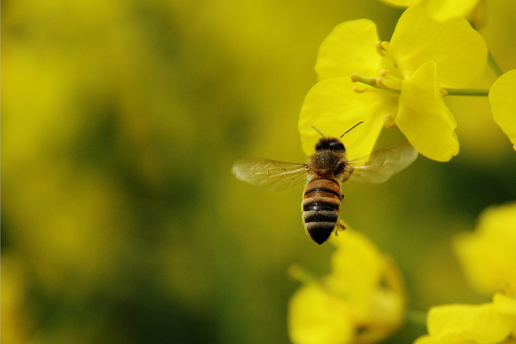 如何評(píng)估蜜蜂養(yǎng)殖規(guī)模(蜜蜂飼養(yǎng)規(guī)模與產(chǎn)值效益調(diào)查分析) 如何評(píng)估蜜蜂養(yǎng)殖規(guī)模(蜜蜂飼養(yǎng)規(guī)模與產(chǎn)值效益調(diào)查分析)