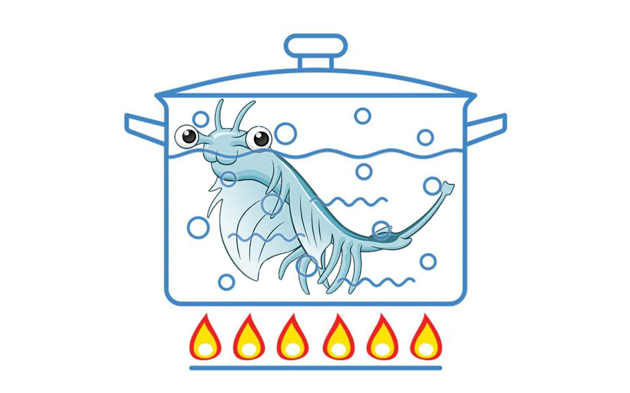 “活化石”仙女蝦活了2億年，上月球、下鍋煮都不死？