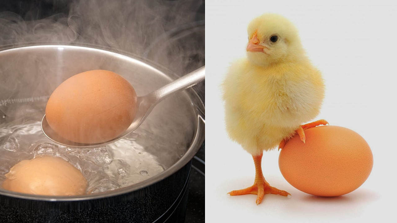 “活化石”仙女蝦活了2億年，上月球、下鍋煮都不死？