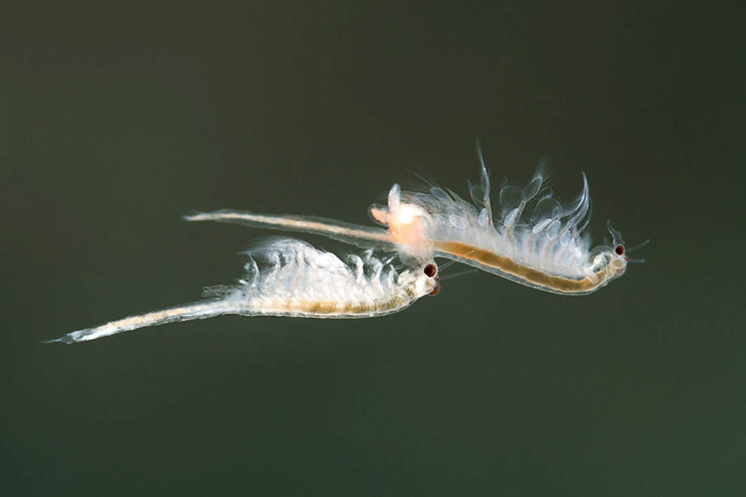 “活化石”仙女蝦活了2億年，上月球、下鍋煮都不死？