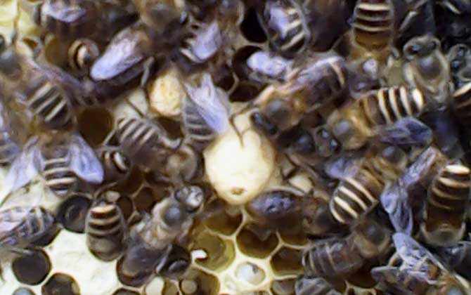 急造王臺(tái)幾天能出蜂王