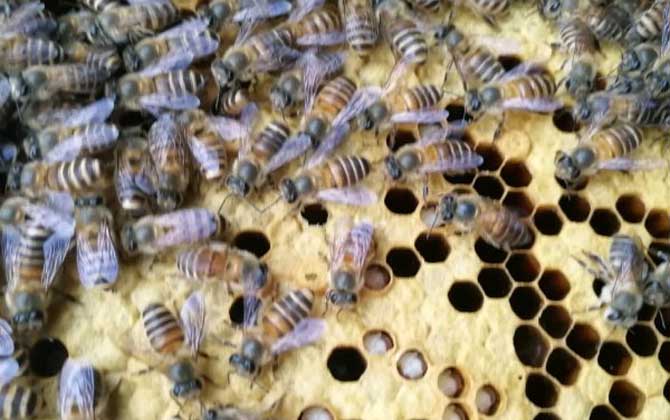 急造王臺(tái)幾天能出蜂王