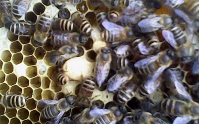 急造王臺(tái)幾天能出蜂王