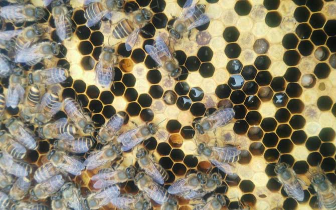 急造王臺(tái)幾天能出蜂王