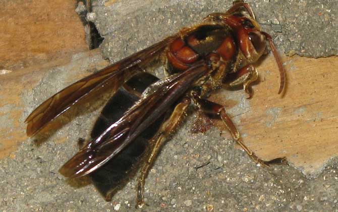 黑絨胡蜂毒性大嗎（黑絨胡蜂的毒性強(qiáng)弱）