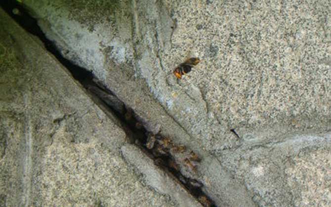 黑絨胡蜂毒性大嗎（黑絨胡蜂的毒性強(qiáng)弱）