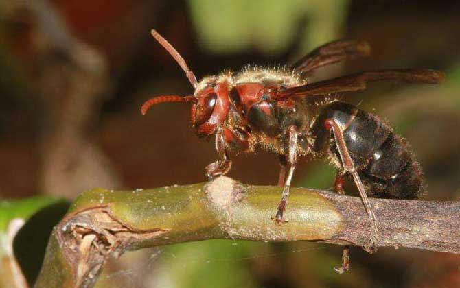 黑絨胡蜂毒性大嗎（黑絨胡蜂的毒性強(qiáng)弱）