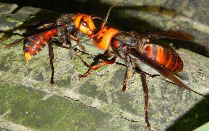 中國(guó)大虎頭蜂毒性（中國(guó)大虎頭蜂的毒性強(qiáng)嗎？）