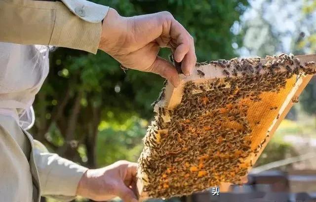 學養(yǎng)蜂技術培訓在哪里(想學養(yǎng)蜂技術去哪里學) 學養(yǎng)蜂技術培訓在哪里(想學養(yǎng)蜂技術去哪里學)