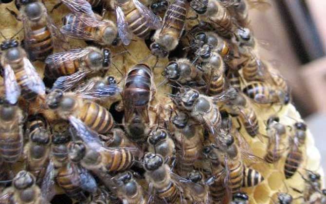 怎么區分阿壩中蜂(阿壩蜂王和中蜂蜂王有什么區別) 怎么區分阿壩中蜂(阿壩蜂王和中蜂蜂王有什么區別)