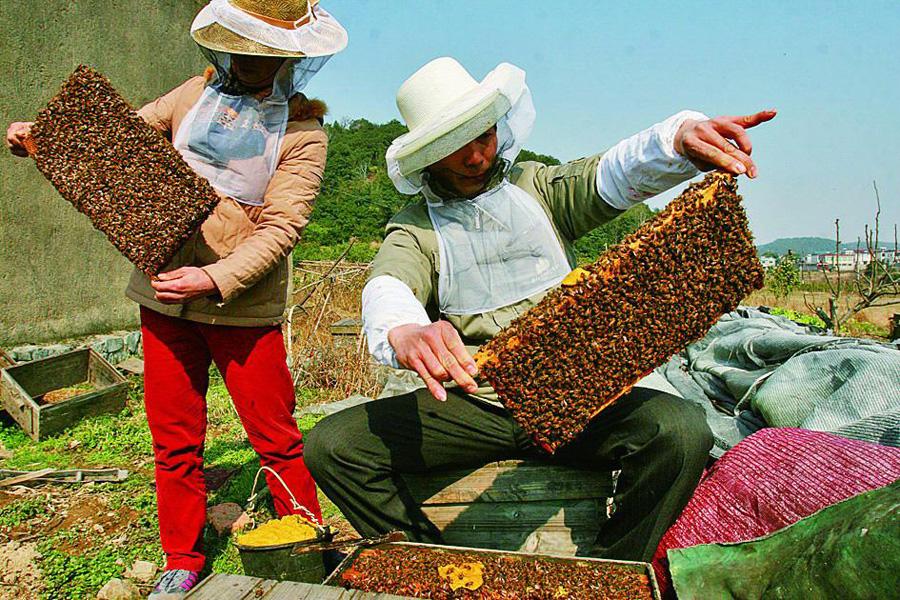 【蜜蜂養(yǎng)殖】養(yǎng)蜂人一年能賺多少錢(qián)? 養(yǎng)蜂人一年能賺多少錢(qián)?