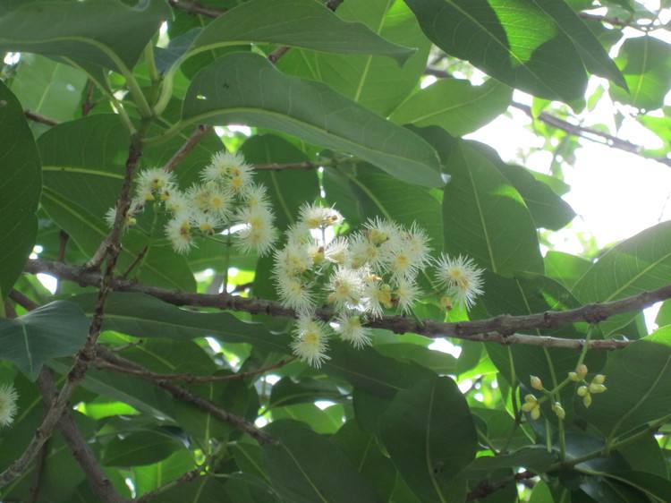 【蜜蜂養(yǎng)殖】養(yǎng)蜂人一年能賺多少錢(qián)? 養(yǎng)蜂人一年能賺多少錢(qián)?