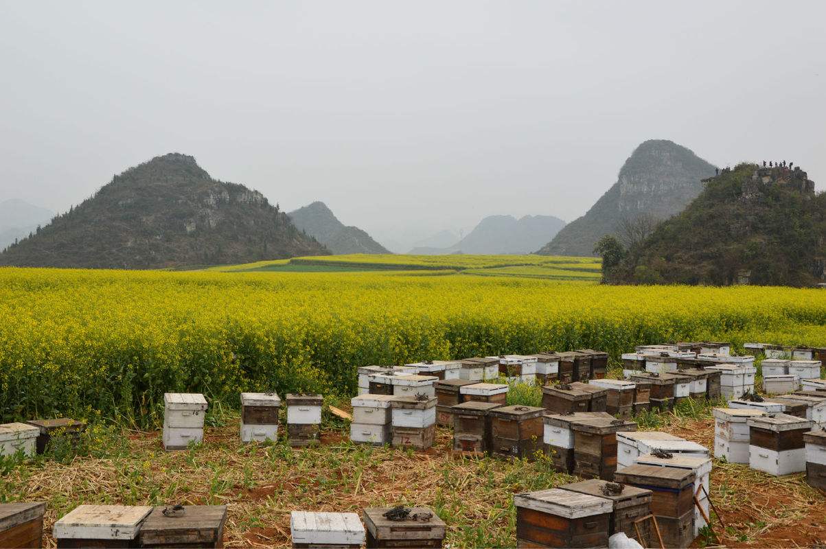 【蜜蜂養(yǎng)殖】養(yǎng)蜂人一年能賺多少錢(qián)? 養(yǎng)蜂人一年能賺多少錢(qián)?