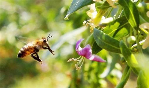 【蜜蜂養(yǎng)殖】養(yǎng)蜂人一年能賺多少錢(qián)? 養(yǎng)蜂人一年能賺多少錢(qián)?