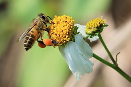 小草蜂養殖技術(草蜂養殖技術) 小草蜂養殖技術(草蜂養殖技術)