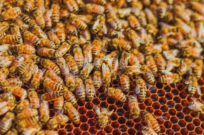 大流蜜期一般是什么時候（大流蜜期多久搖一次蜜）