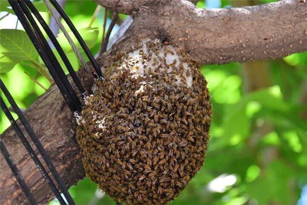 蜜蜂窩是什么做成的？(蜜蜂窩的形成材料)