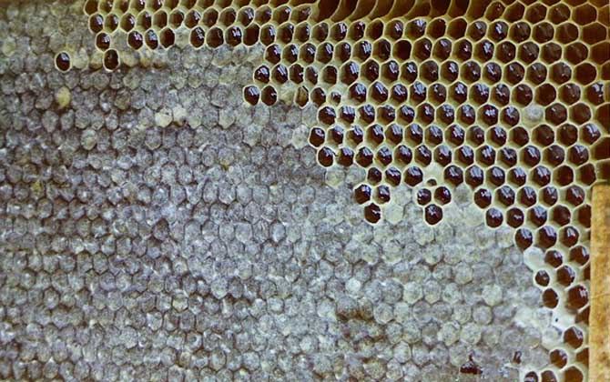 養蜂場多大規模才能領補償款(2020年養蜂有補貼嗎) 養蜂場多大規模才能領補償款(2020年養蜂有補貼嗎)