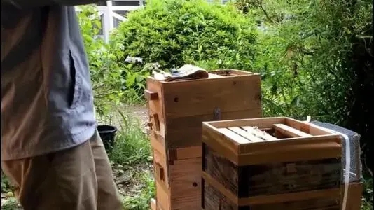 蜜蜂怎么分蜂種(蜜蜂怎樣分蜂怎樣分群) 蜜蜂怎么分蜂種(蜜蜂怎樣分蜂怎樣分群)