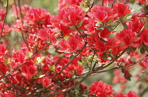 映山紅什么時(shí)候開花（映山紅的開花時(shí)間）