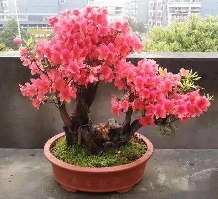 映山紅什么時(shí)候開花（映山紅的開花時(shí)間）