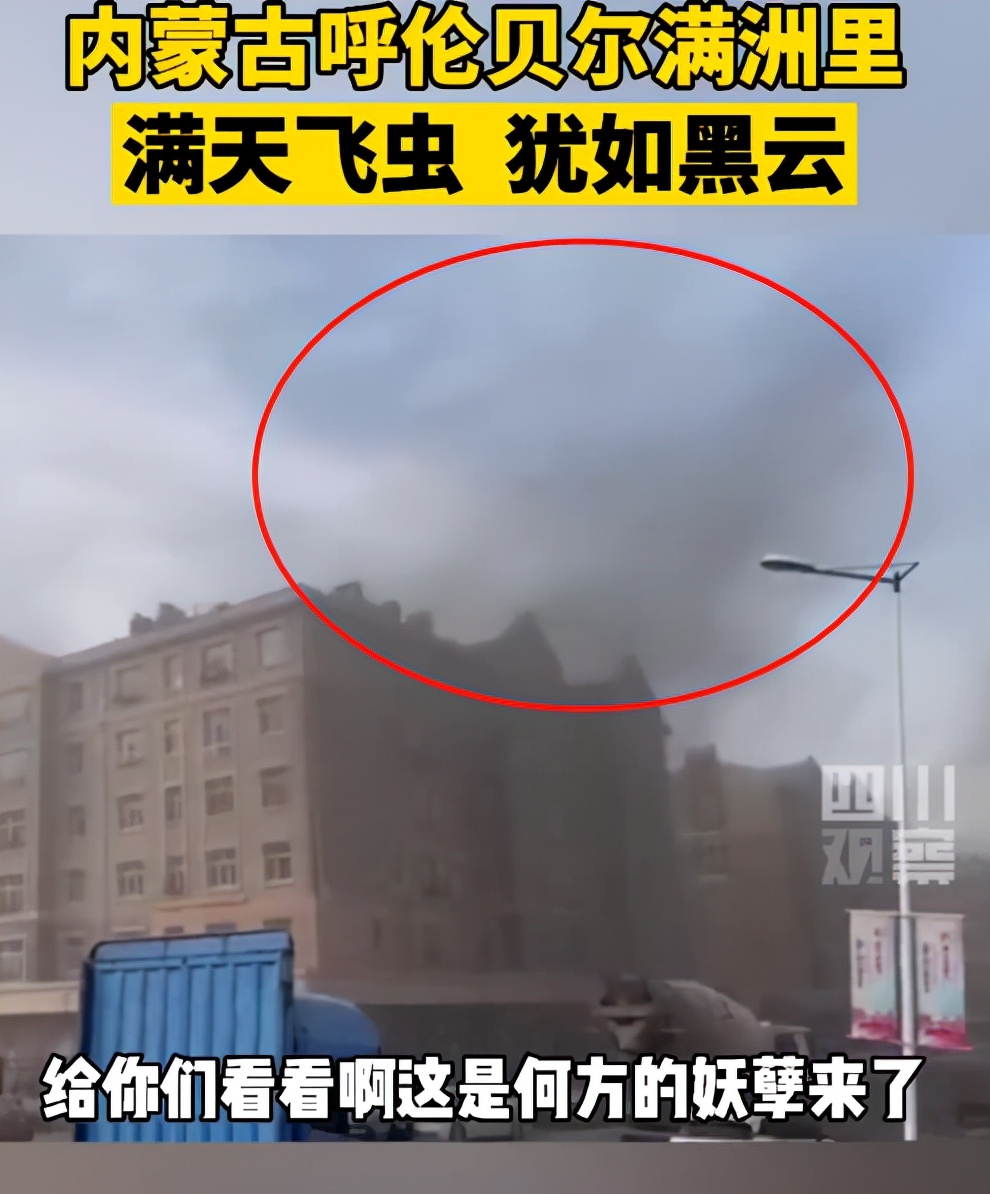 湖南沅江蜉蝣大爆發,內蒙古蚜蟲大爆發 湖南沅江蜉蝣大爆發,內蒙古蚜蟲大爆發,是氣候大變的征兆嗎?