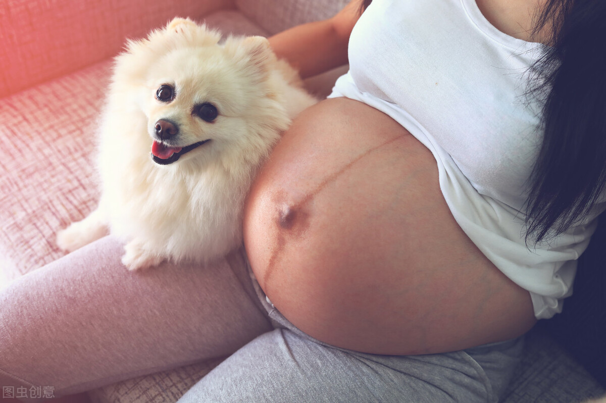 懷孕了，該不該把狗狗送走？